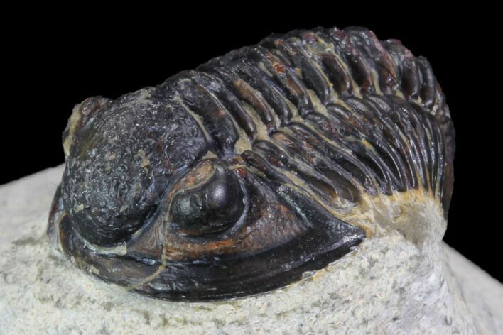 Bargain, Gerastos Trilobite Fossil - Morocco #87572